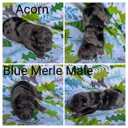 Acorn - Blue merle male Australian Shepherd puppy in Squaw Valley, California from A&M Australian Shepherds