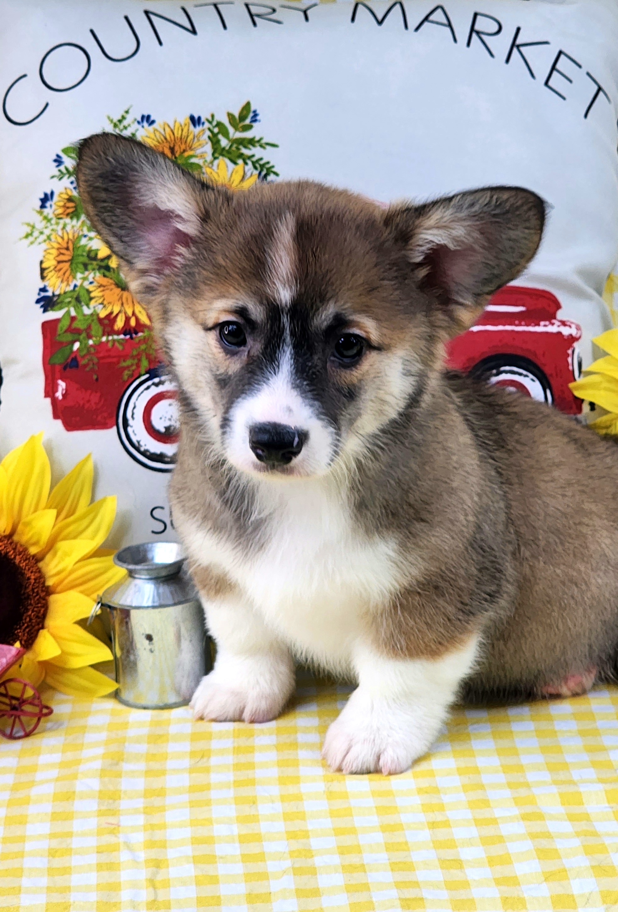 Pembroke Welsh Corgi Puppies from Hilltop Corgis
