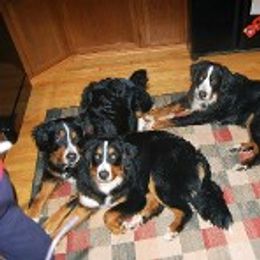 Bernese Mountain Dog Puppies from Diana Wilson