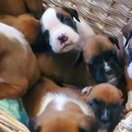 Boxers from Kimberly's Boxers