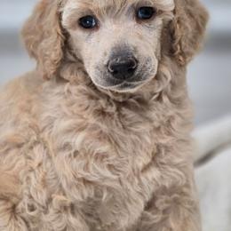 Juneau - Apricot female Poodle puppy in Conroe, Texas from Pear house farm