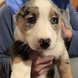 Cardigan Welsh Corgi Puppies from Luxe Cardigan Welsh Corgis