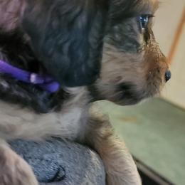 Dachshund Puppies from CLARK'S BREEDING PROGRAM