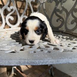 Knox - Black white and tan male English Springer Spaniel puppy in Williston, Florida from Parks Paradise Springers