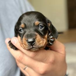 Garrison - Black and tan male Dachshund puppy in Crystal, Michigan from Mare-Bella Smoothcoat Edition