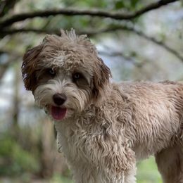 June - Aussiedoodle
