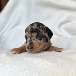 Boy 3 - Dapple male Dachshund puppy in Hollidaysburg, Pennsylvania from Weenie Bros