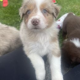 Australian Shepherd Puppies from Quiet Cove Kennels