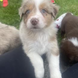 Australian Shepherd Puppies from Quiet Cove Kennels