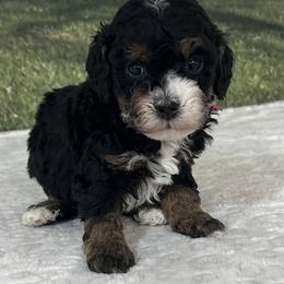Rae - Tri-color female Bernedoodle puppy in Lincoln, Nebraska from GRand Doodles