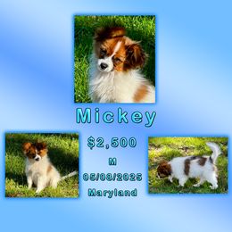 Mickey - White and sable male Papillon puppy in Oakland, Maryland from Holly Huxford