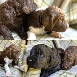Labradoodle Puppies from Pisgah Creek Doodles