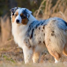 Cruze - Australian Shepherd
