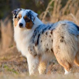 Cruze - Australian Shepherd