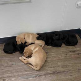 Labrador Retriever Puppies from Branley's Riverside Labradors
