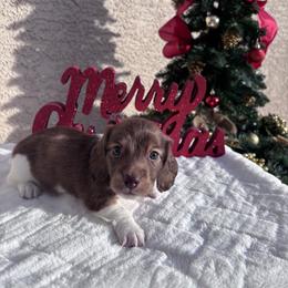 Dachshund Puppies from Doxiequad