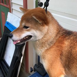 Bella - Shiba Inu