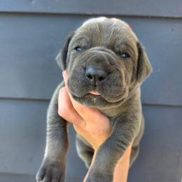 RICK tan or brindle point red - Blue male Great Dane puppy in Port Clinton, Ohio from LakeSide Danes