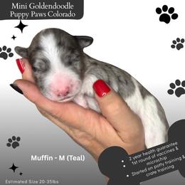 Muffin - Merle male Goldendoodle puppy in Fort Lupton, Colorado from Puppy Paws Colorado