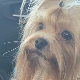 Poodles and Yorkshire Terriers from Taste Of Flavor LLC