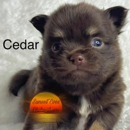 Chihuahua Puppies from Sunset Eves Chihuahuas