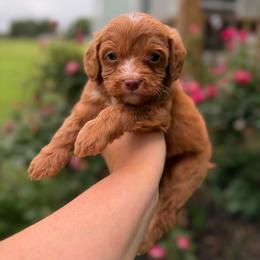 Boots - Red male Cavapoo puppy in Colcord, Oklahoma from Copper Lane Aussies, Doodles & Cavapoos