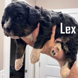 Lex - Tri-color male Bernedoodle puppy in Bountiful, Utah from Red Brick Doodles