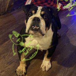 Bulldogs and Yorkshire Terriers from Happy Paw's And Tail's