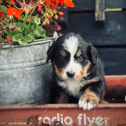 Green girl - Bernese Mountain Dog puppy from Country Acres Berners