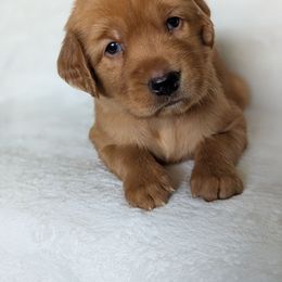 Green collar boy - Dark golden male Golden Retriever puppy in Utah from Deseret Peak Goldens