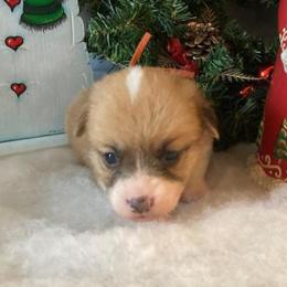Honey Girl  1 Orange - Red female Pembroke Welsh Corgi puppy in Shelley, Idaho from Whistling Wind Corgi’s