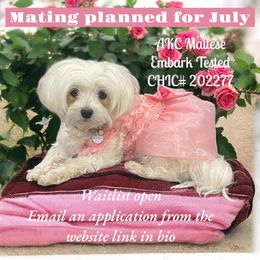 Maltese puppies from Destination Dalmatian