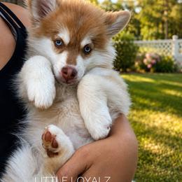 Theodore - Red and white male Pomsky puppy in Antelope, California from LittleLoyalz