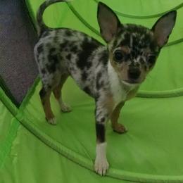 Chihuahua Puppies from Chilove Chihuahuas