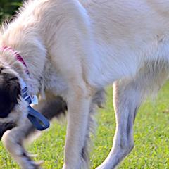 Anatolian Shepherd Dogs from Bad Luck Farm