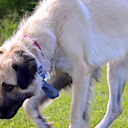 Anatolian Shepherd Dogs from Bad Luck Farm