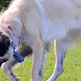Anatolian Shepherd Dogs from Bad Luck Farm