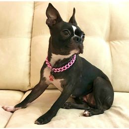 Pippa - Boston Terrier