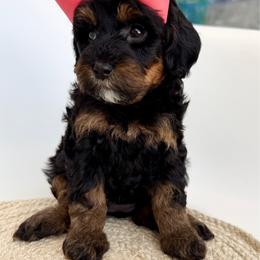 K- Pink Girl - Phantom female Goldendoodle puppy in Lewisville, Texas from Texas Goldendoodle Lovers