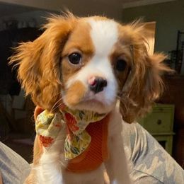 Cavalier King Charles Spaniel Puppies from Peaceful Promise Cavaliers