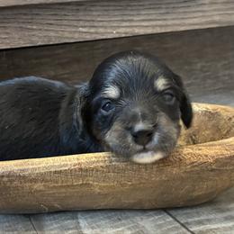 Fir - Black and cream male Dachshund puppy in Dobson, North Carolina from Oakleys Dachshund Haven