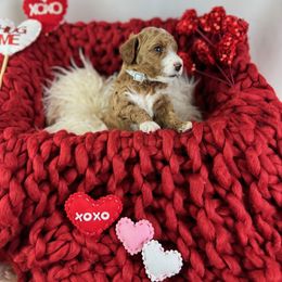 Goldendoodle Puppies from Maryland Designer Doodles