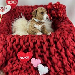 Goldendoodle Puppies from Maryland Designer Doodles