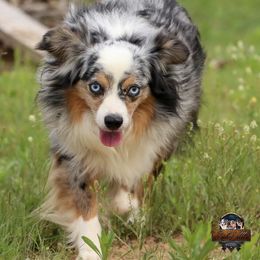 Wyatt - Australian Shepherd