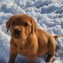 English Fox Red Female Available - Yellow female Labrador Retriever puppy in Dalton, Pennsylvania from Whiteduck Mountain Kennel AKC Australian Cattle Dogs and AKC Fox Red Labrador Retrievers