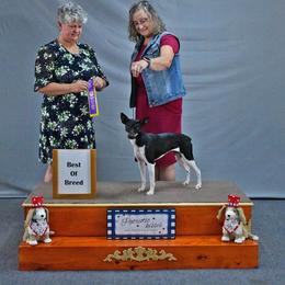 Juliet - Rat Terrier