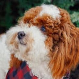 Goldendoodles and Poodles from Lydi Pups