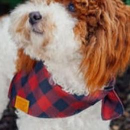Goldendoodles and Poodles from Lydi Pups