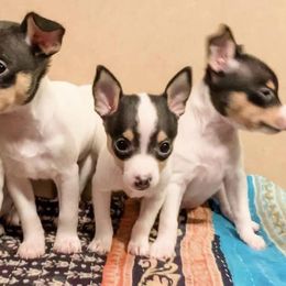 Toy Fox Terrier Puppies from Johnfox Toy Fox Terriers