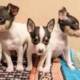 Toy Fox Terrier Puppies from Johnfox Toy Fox Terriers